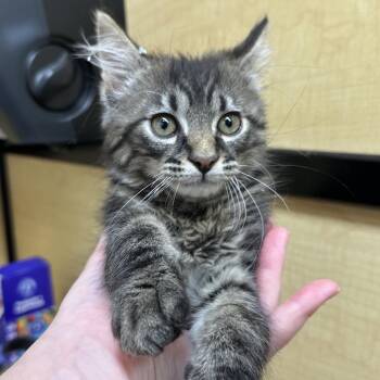 Domestic Long Hair and Domestic Short Hair Cats Available for Adoption in Kyle, Texas - VISCOUNT BUTTER CHICKEN | PetCurious