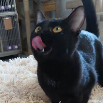 Domestic Short Hair Cats Available for Adoption in Morristown, Vermont - Dawn | PetCurious