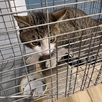 Domestic Short Hair Cats Available for Adoption in Newark, New Jersey - Ras TNR | PetCurious