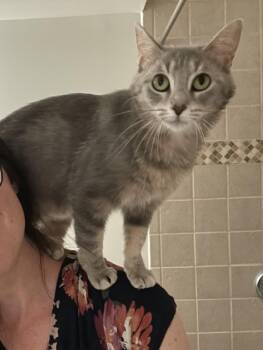 Marina -  Domestic Short Hair Cat for Adoption in Walled Lake, Michigan - Marina | PetCurious