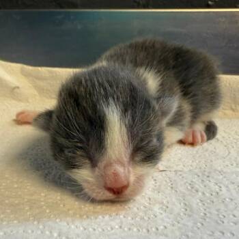 Georgie -  Domestic Short Hair Cat for Adoption in Tuscaloosa, Alabama - Georgie | PetCurious