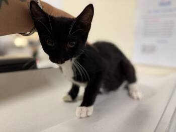 TUX -  Domestic Short Hair Cat for Adoption in Doral, Florida - TUX | PetCurious