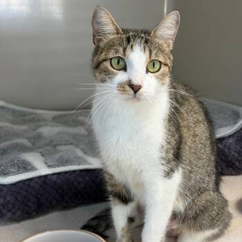 Harper -  Domestic Short Hair Cat for Adoption in Greensboro, Georgia - Harper | PetCurious