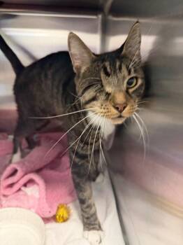 Taurus -  Domestic Short Hair Cat for Adoption in Cape Coral, Florida - Taurus | PetCurious