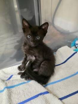 Nori -  Domestic Short Hair Cat for Adoption in Honolulu, Hawaii - Nori | PetCurious