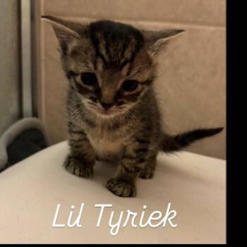 Domestic Short Hair Cats Available for Adoption in Bel Air, Maryland - Lil Tyriek | PetCurious