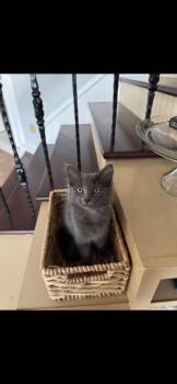 Jaladi -  Russian Blue and Domestic Medium Hair Cat for Adoption in Missouri City, Texas - Jaladi | PetCurious