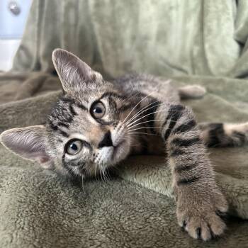 Marceline -  Domestic Short Hair Cat for Adoption in Lemoyne, Pennsylvania - Marceline | PetCurious