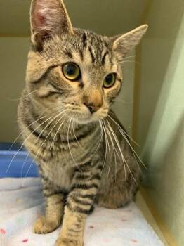 Macintosh -  Domestic Short Hair Cat for Adoption in Wetaskiwin, Alberta - Macintosh | PetCurious