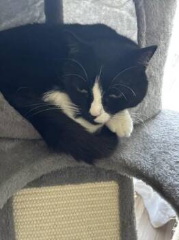 Domestic Short Hair Cats Available for Adoption in Fairfax, Virginia - Max | PetCurious