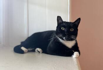 Rescue Domestic Short Hair Cats for Adoption in Elmsford, New York - Scampi | PetCurious