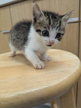 Rescue Domestic Short Hair Cats for Adoption in Hartsville, South Carolina - Mick | PetCurious