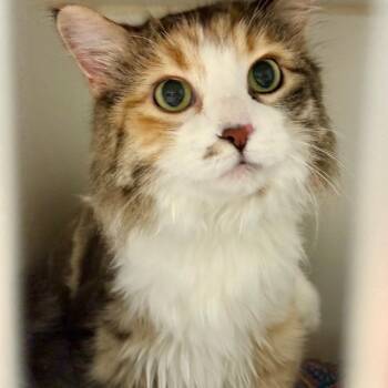 Zoe -  Domestic Long Hair Cat for Adoption in Oshkosh, Wisconsin - Zoe | PetCurious