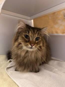 Snicklefritz -  Domestic Long Hair and Domestic Short Hair Cat for Adoption in Fairfax, Virginia - Snicklefritz | PetCurious