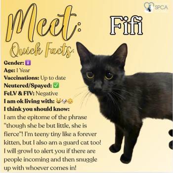 Domestic Short Hair Cats Available for Adoption in Fulton, New York - Fifi | PetCurious