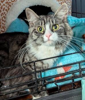 Domestic Long Hair Cats Available for Adoption in Harrisburg, Pennsylvania - Oatmeal | PetCurious