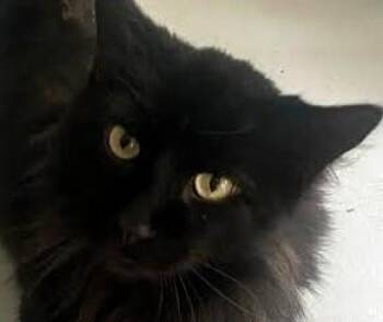 Rescue Maine Coon and Domestic Long Hair Cats for Adoption in Paris, Kentucky - Billy & Buttercup (BONDED) | PetCurious