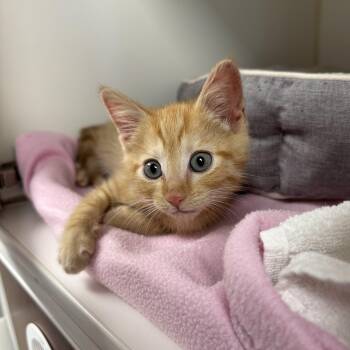 Disco -  Domestic Short Hair Cat Available for Adoption in Reisterstown, Maryland - Disco | PetCurious