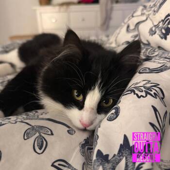 Domestic Long Hair Cats Available for Adoption in Vancouver, British Columbia - Rain | PetCurious