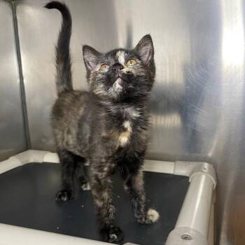 Ontario -  Domestic Short Hair Cat for Adoption in Roanoke, Virginia - Ontario | PetCurious