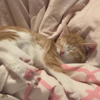 American Shorthair Cats Available for Adoption - Mika- FOUND | PetCurious