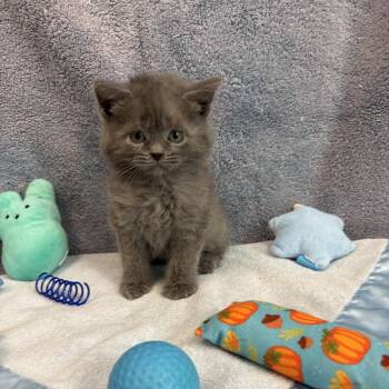Kodiak -  American Bobtail Cat for Adoption in Bear, Delaware - Kodiak | PetCurious
