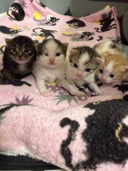 Telemachus -  Domestic Short Hair Cat for Adoption in Trenton, New Jersey - Telemachus | PetCurious