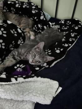 Penny -  Domestic Short Hair Cat for Adoption in Newborn, Georgia - Penny | PetCurious