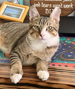Rescue Domestic Short Hair and Tabby Cats for Adoption in Pompano Beach, Florida - Makoa | PetCurious