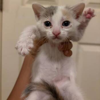 Popsicle -  Domestic Short Hair Cat for Adoption in Edinburg, Texas - Popsicle | PetCurious