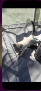 Alaska -  Himalayan and Siamese Cat for Adoption in Hi Vista, California - Alaska | PetCurious