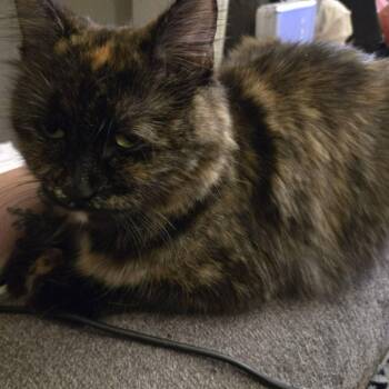 Domestic Long Hair Cats Available for Adoption in Overland Park, Kansas - Ivy Aka Muffin | PetCurious