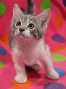Jester -  Domestic Short Hair Cat for Adoption in Vacaville, California - Jester | PetCurious