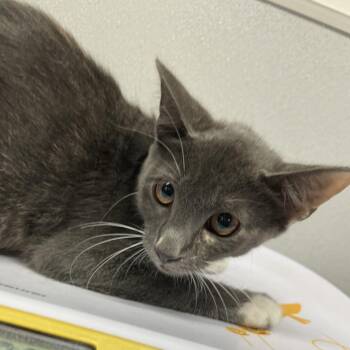 Moxie -  Domestic Short Hair Cat for Adoption in Tampa, Florida - Moxie | PetCurious