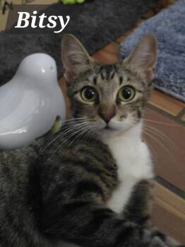 Rescue Domestic Short Hair and Abyssinian Cats for Adoption in Redwood City, California - Bitsy & Babies (Part 1) | PetCurious