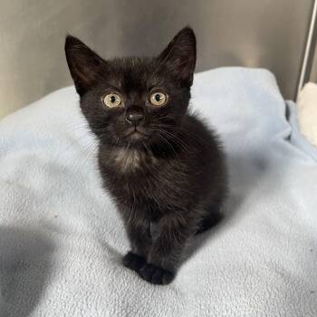 Domestic Short Hair Cats Available for Adoption in Lathrop, California - Hook | PetCurious
