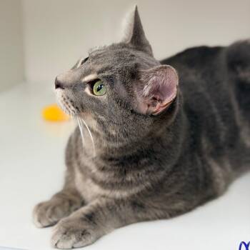 Keef -  Domestic Short Hair Cat Available for Adoption in Champaign, Illinois - Keef | PetCurious