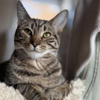 Domestic Short Hair Cats Available for Adoption in Medford Lakes, New Jersey - Charlie Day | PetCurious