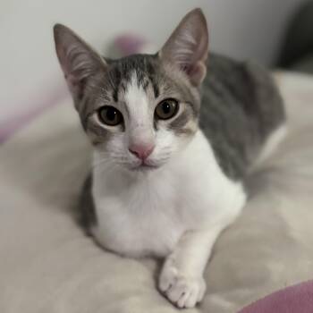 Rescue Domestic Short Hair Cats for Adoption in Sugar Land, Texas - Patches | PetCurious