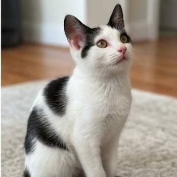 Delilah -  Domestic Short Hair Cat for Adoption - Delilah | PetCurious