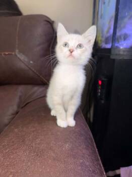 Riya -  Siamese Cat for Adoption in Deltona, Florida - Riya | PetCurious