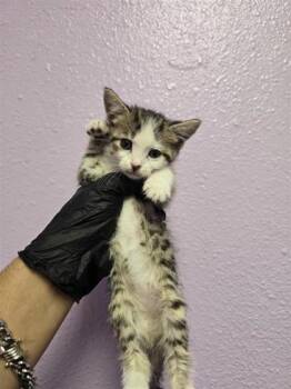 Domestic Short Hair Cats Available for Adoption in El Paso, Texas - 60934615 | PetCurious