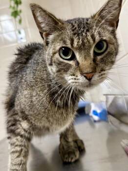 Domestic Short Hair Cats Available for Adoption in San Antonio, Texas - Scoot | PetCurious