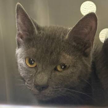 Swan -  Domestic Short Hair Cat for Adoption in Charlottesville, Virginia - Swan | PetCurious