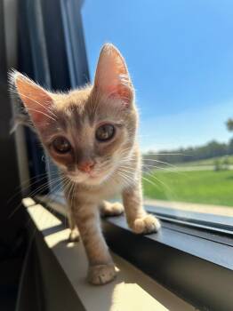 Sanders -  Domestic Short Hair Cat for Adoption in Effingham, Illinois - Sanders | PetCurious
