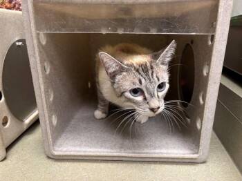A551648 -  Domestic Short Hair Cat for Adoption in Moreno Valley, California - A551648 | PetCurious