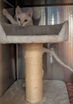 Felicity -  Siamese Cat for Adoption in Tucson, Arizona - Felicity | PetCurious