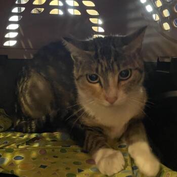 Angel Fish -  Domestic Short Hair Cat for Adoption in Goleta, California - Angel Fish | PetCurious