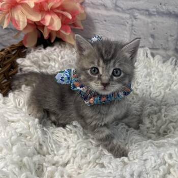 Lilly -  Domestic Short Hair Cat for Adoption in Harrisonburg, Virginia - Lilly | PetCurious
