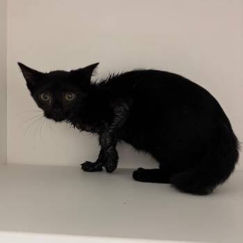 Lily -  Domestic Short Hair Cat for Adoption in Saint Joseph, Missouri - Lily | PetCurious